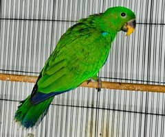 electus male parrot