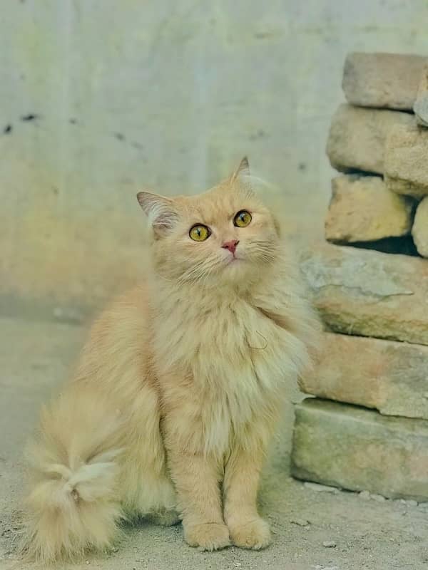 persian Cat 0