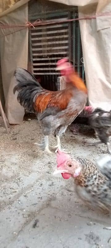 Aseel feathers feet Hen male 0