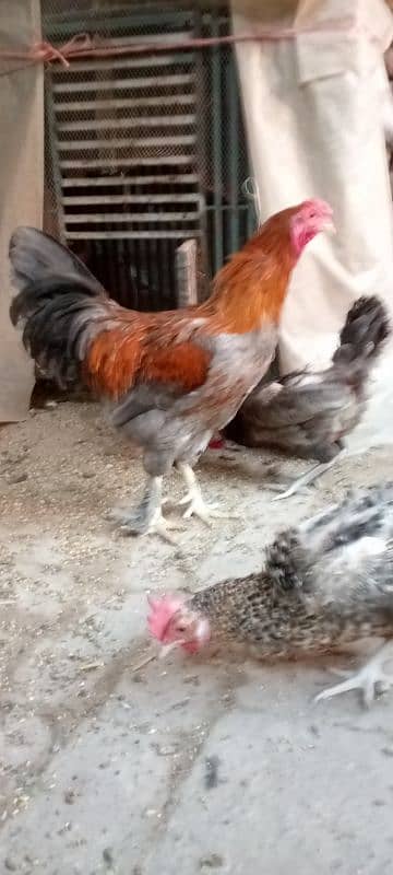 Aseel feathers feet Hen male 1