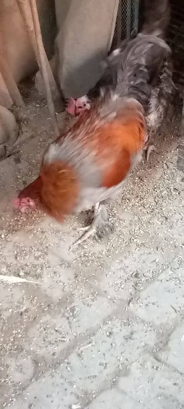 Aseel feathers feet Hen male 2