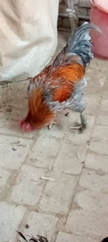 Aseel feathers feet Hen male 3