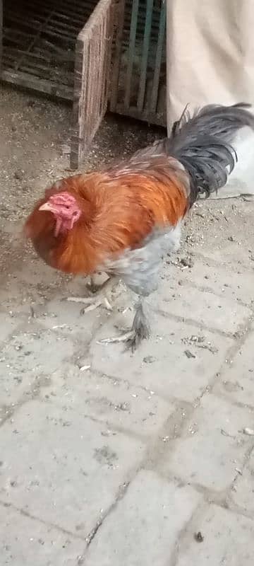 Aseel feathers feet Hen male 4