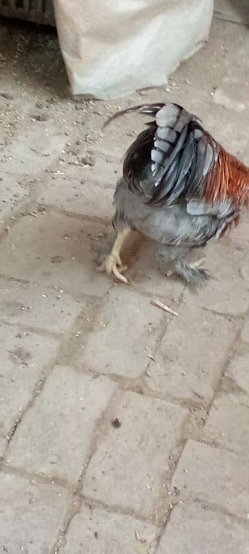 Aseel feathers feet Hen male 5