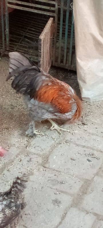 Aseel feathers feet Hen male 6