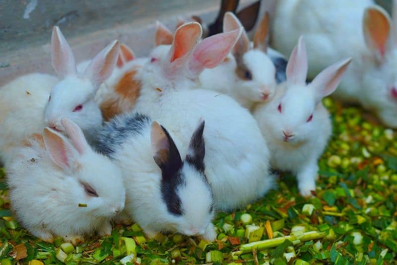 Cute Rabbit Bunnys Available For Sale ( Red Eyes, Brown, Black ) 0