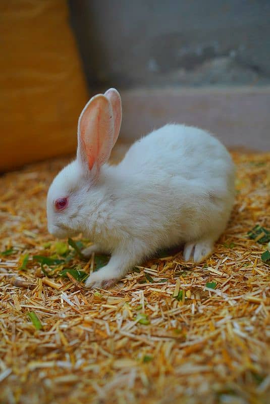 Cute Rabbit Bunnys Available For Sale ( Red Eyes, Brown, Black ) 1