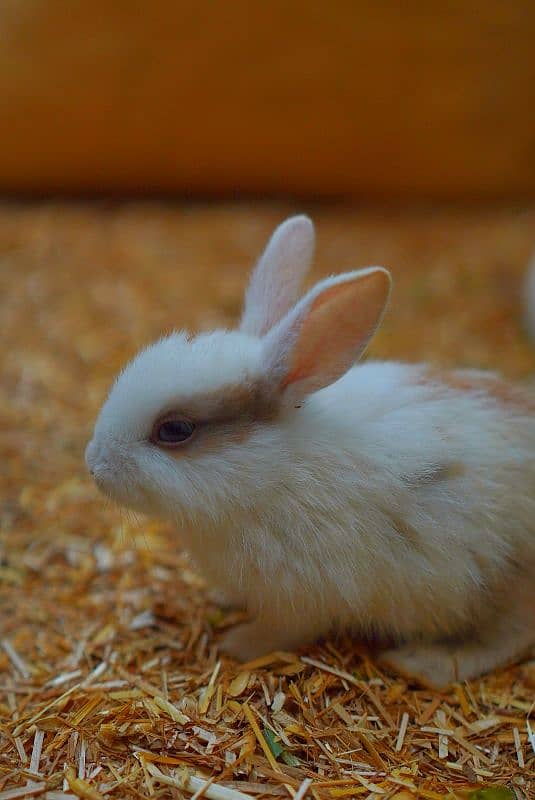 Cute Rabbit Bunnys Available For Sale ( Red Eyes, Brown, Black ) 2