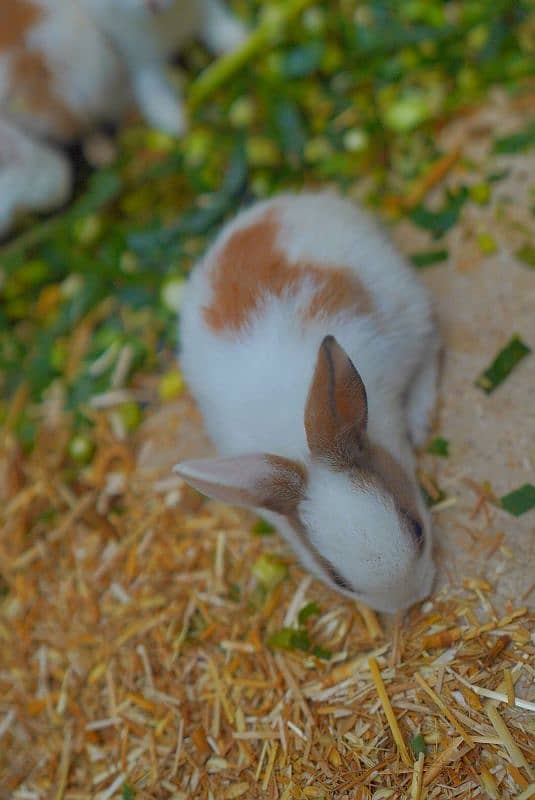 Cute Rabbit Bunnys Available For Sale ( Red Eyes, Brown, Black ) 3