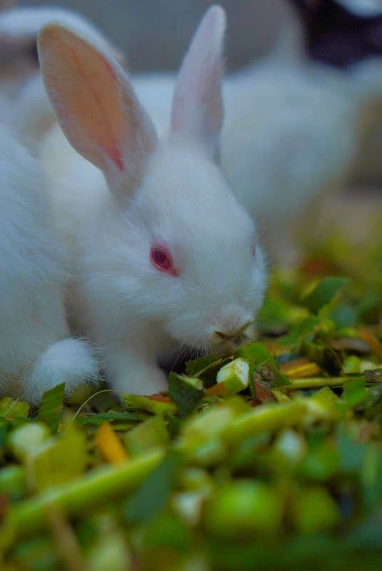 Cute Rabbit Bunnys Available For Sale ( Red Eyes, Brown, Black ) 4