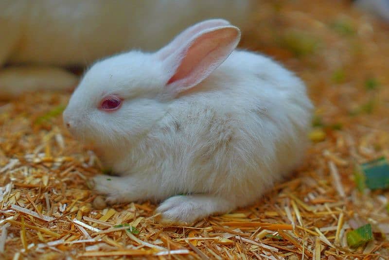 Cute Rabbit Bunnys Available For Sale ( Red Eyes, Brown, Black ) 5