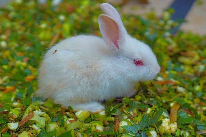 Cute Rabbit Bunnys Available For Sale ( Red Eyes, Brown, Black ) 6