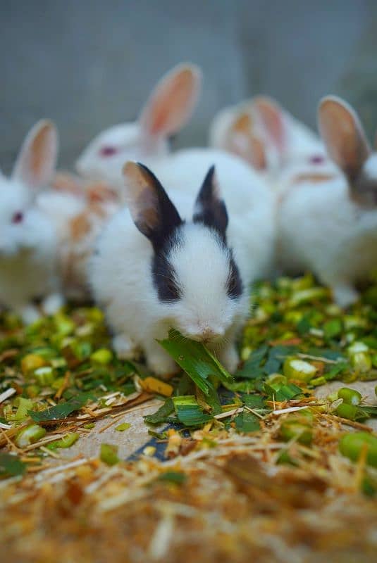 Cute Rabbit Bunnys Available For Sale ( Red Eyes, Brown, Black ) 7