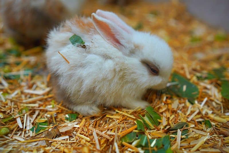 Cute Rabbit Bunnys Available For Sale ( Red Eyes, Brown, Black ) 8