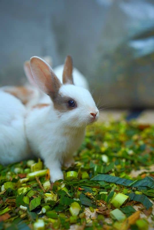 Cute Rabbit Bunnys Available For Sale ( Red Eyes, Brown, Black ) 9