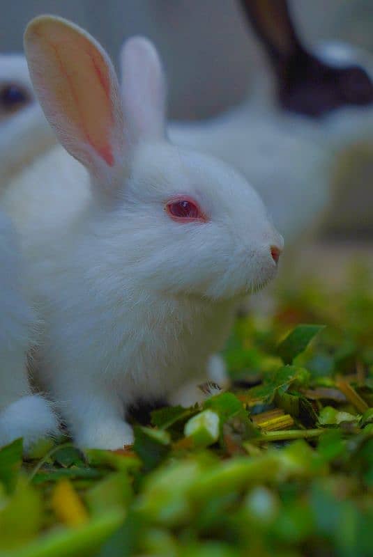 Cute Rabbit Bunnys Available For Sale ( Red Eyes, Brown, Black ) 10