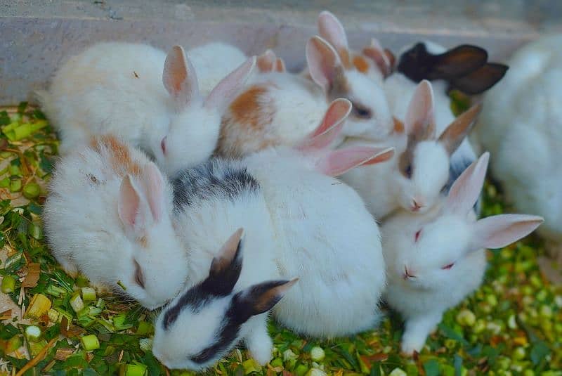 Cute Rabbit Bunnys Available For Sale ( Red Eyes, Brown, Black ) 11