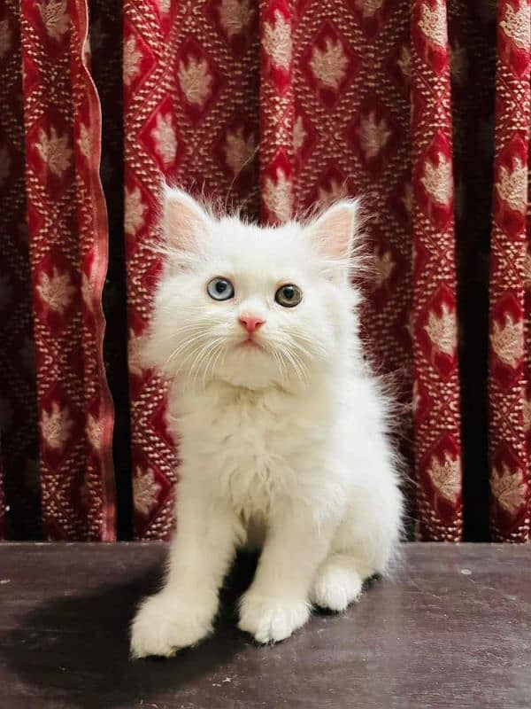 IMPORTED QUALITY PERSIAN KITTENS AVAILABLE 03207679060 WHSTTAAPP 2