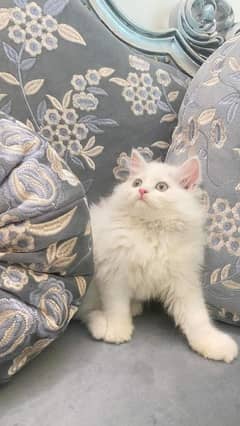 IMPORTED QUALITY PERSIAN KITTENS AVAILABLE 03207679060 WHSTTAAPP