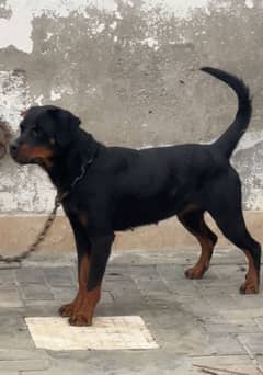 rottweiler