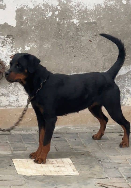 rottweiler female strong body structure 0