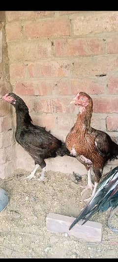 2 Madiya SIRF 6000 KI  home breed high quality blood line