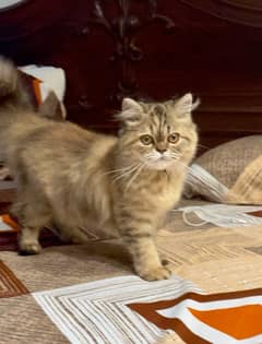 Beautiful Persian Tripple Coat Female Kitten