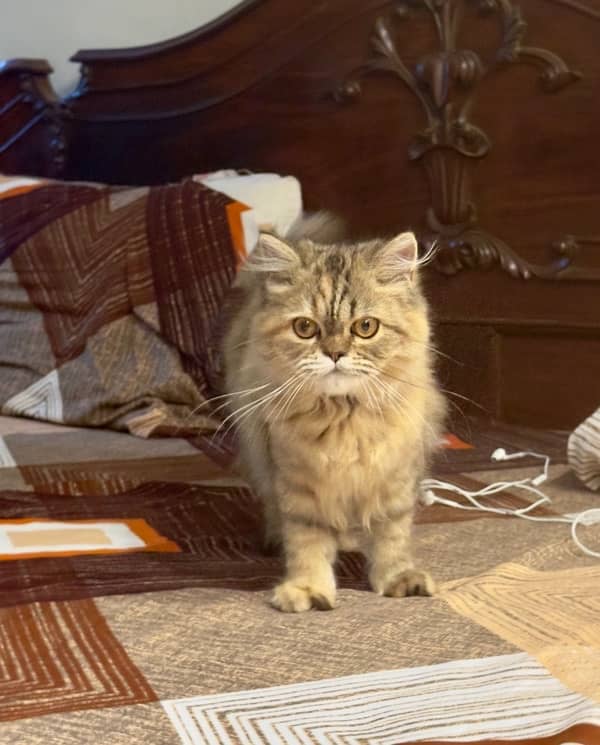 Beautiful Persian Tripple Coat Female Kitten 5 months old 1