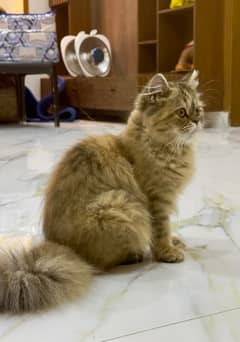 Pure Persian Punch Face Tripple Coat Female Kitten 6 Months Old