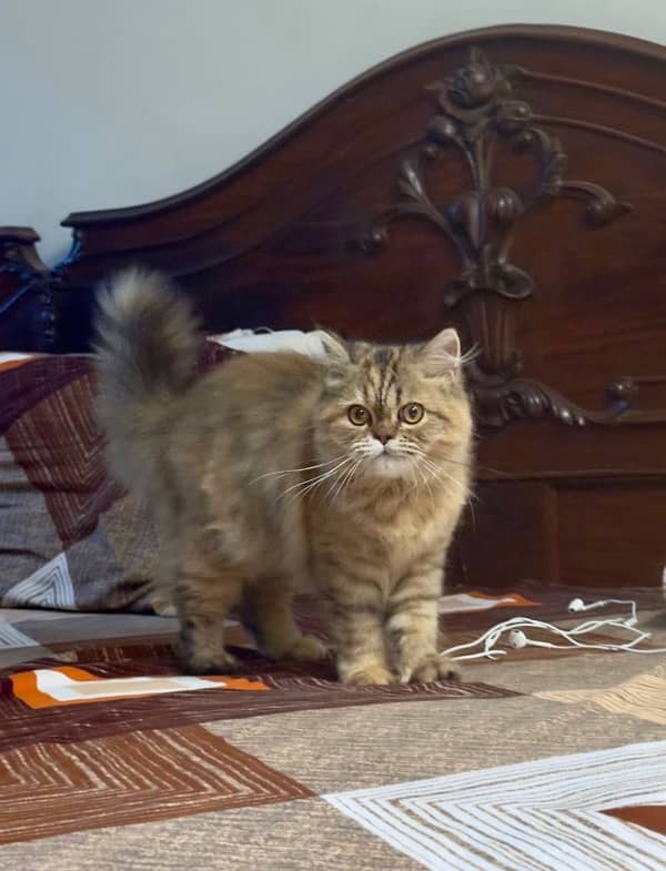 Beautiful Persian Tripple Coat Female Kitten 5 months old 3