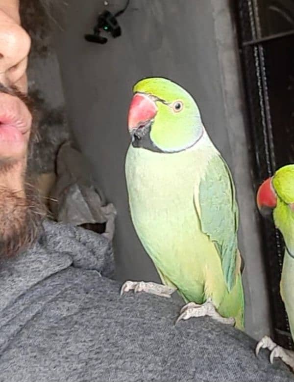 Male Ringneck Hand tamed 1