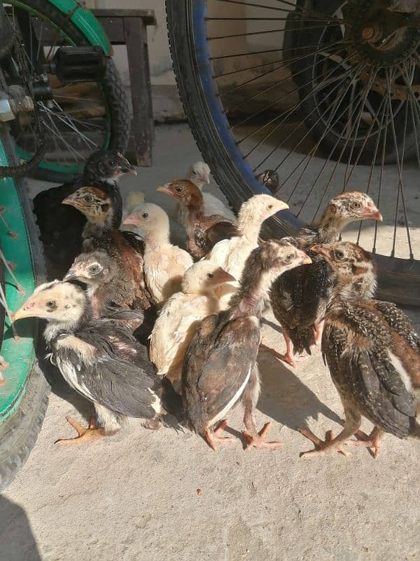 HIGH QUALITY A++ QUALITY CHICKS AVAILABLE IN WAH CANTT 2