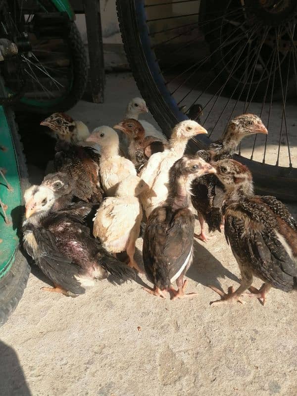 HIGH QUALITY A++ QUALITY CHICKS AVAILABLE IN WAH CANTT 3