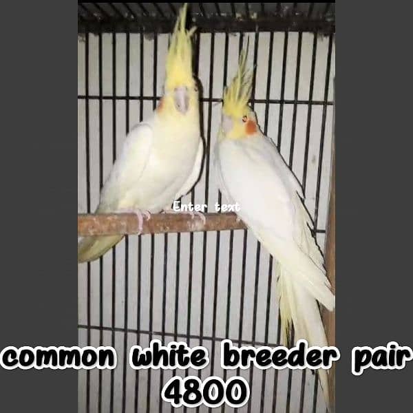 Budgies/common white Cocktail/ Cage 4