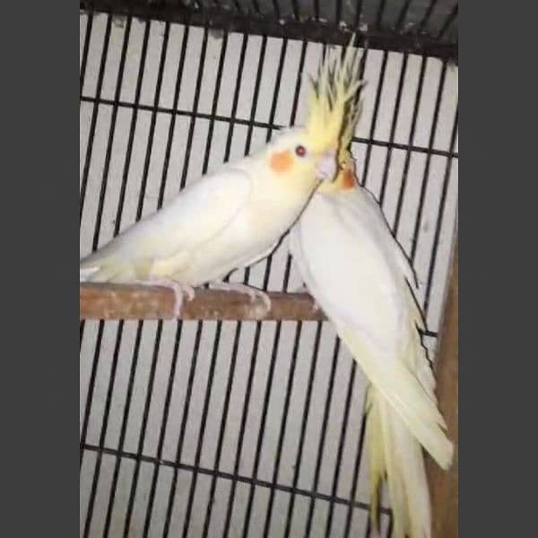 Budgies/common white Cocktail/ Cage 5