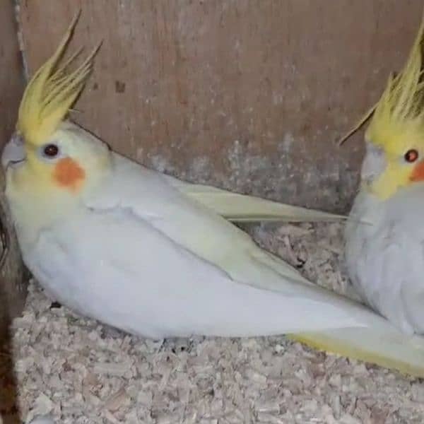 Budgies/common white Cocktail/ Cage 6