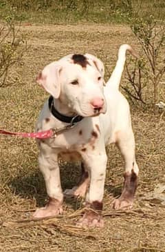 pure bully male age 2.5 month healthy and active ready for new home