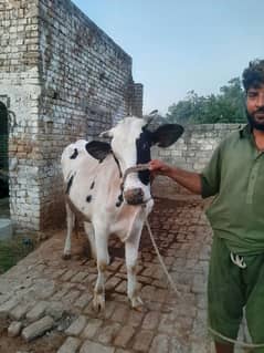 Cow jersi heifer ready for insemination