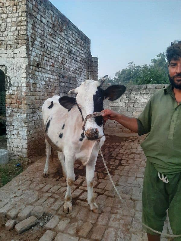 Cow jersi heifer ready for insemination 0