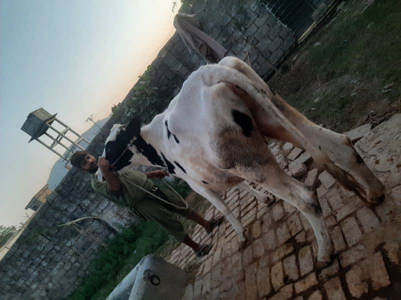 Cow jersi heifer ready for insemination 1