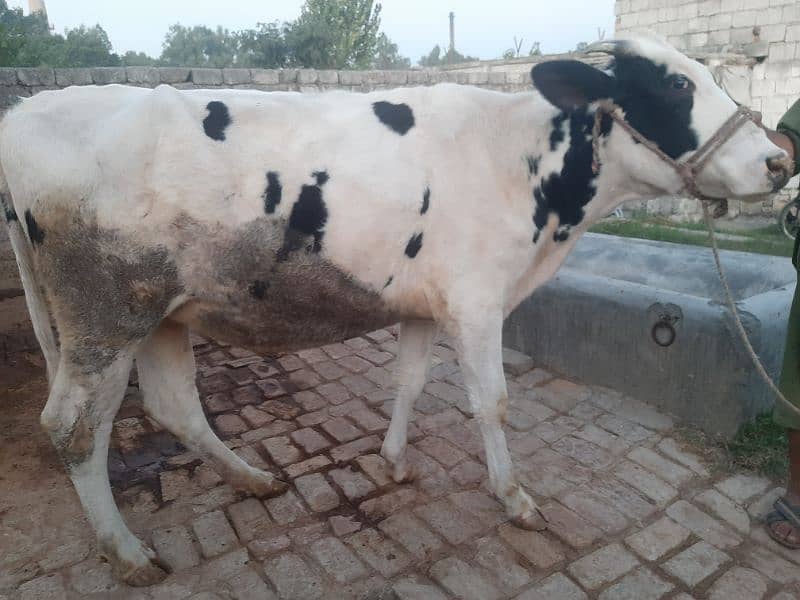 Cow jersi heifer ready for insemination 2