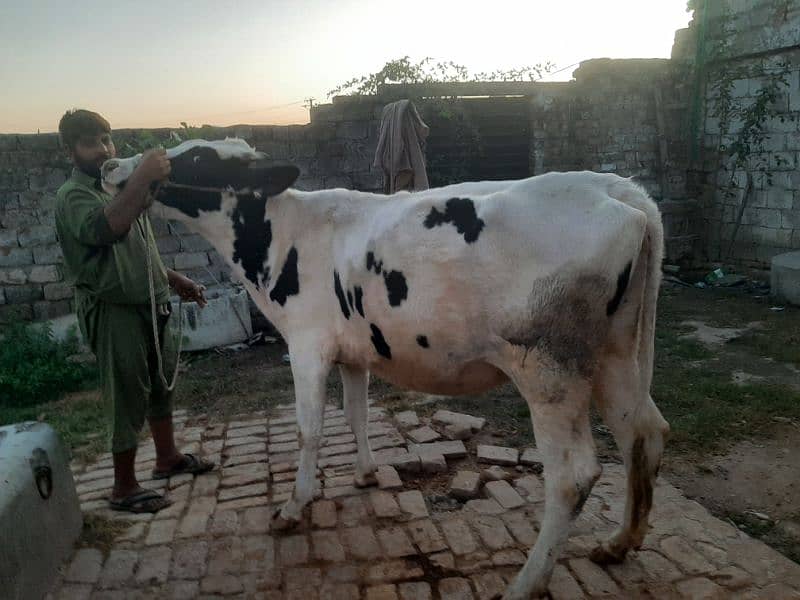 Cow jersi heifer ready for insemination 3