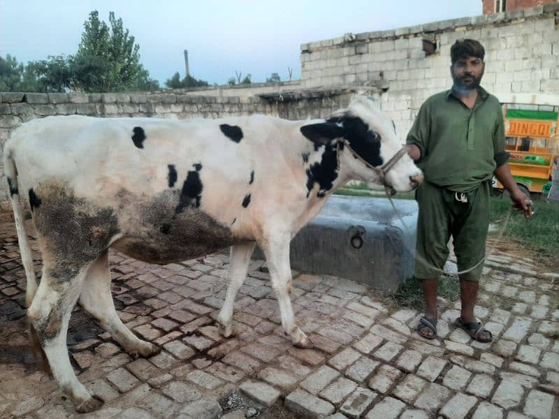 Cow jersi heifer ready for insemination 5