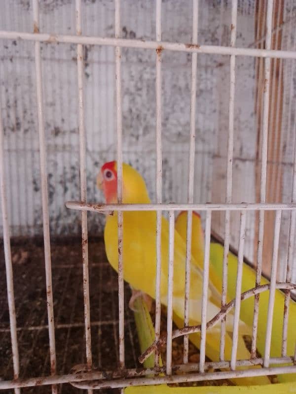 lotino lovebird pair 0