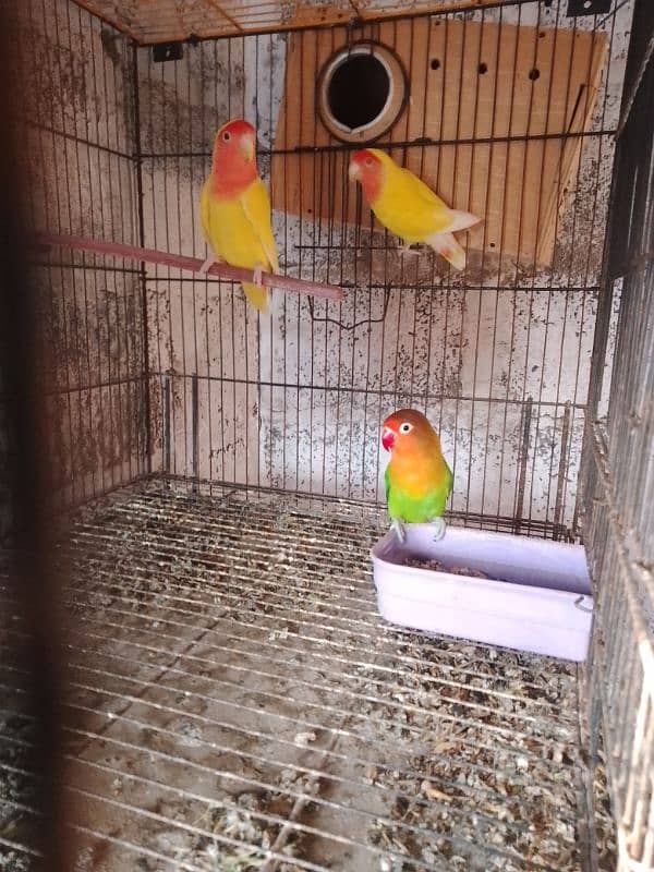 lotino lovebird pair 2