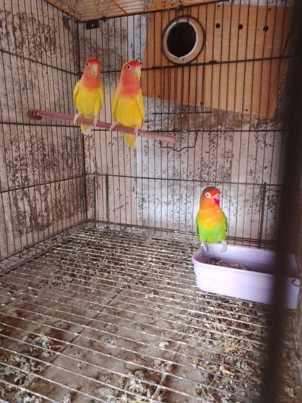 lotino lovebird pair 3