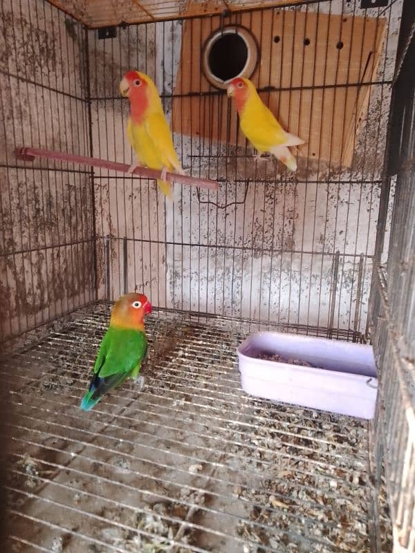 lotino lovebird pair 4