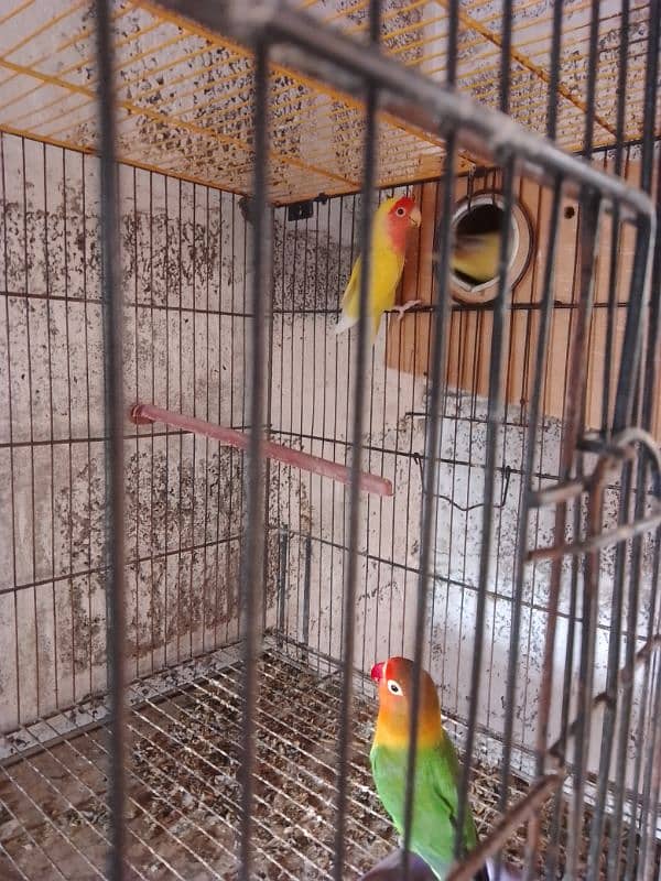 lotino lovebird pair 5