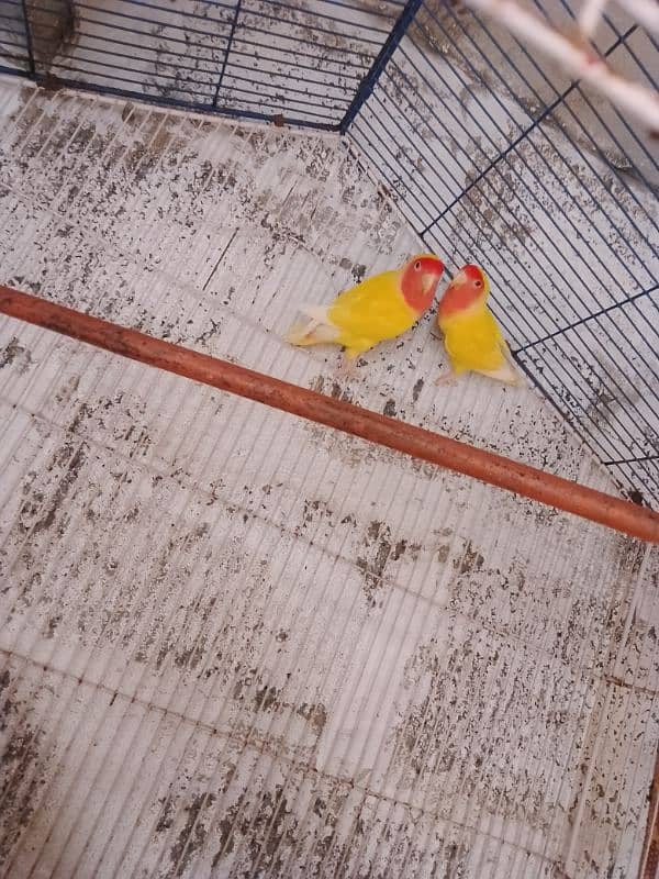 lotino lovebird pair 6