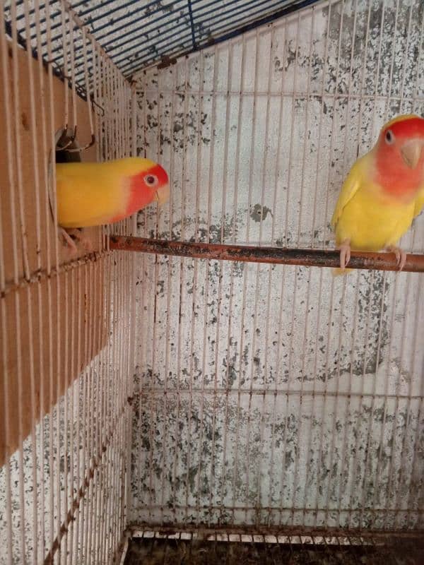 lotino lovebird pair 8